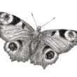 Zwart-witte pentekening van een dagpauwoog (vlinder)