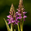 Foto van een rietorchis gemaakt door Adriana Schuurman