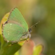 Foto van een Groentje (klein groen vlindertje)
