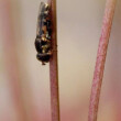 Macrofoto van een zweefvlieg door Adriana Schuurman