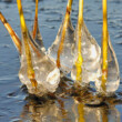 Rietstengels met aangevroren water