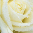 bevroren witte roos