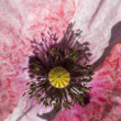 roze klaproos close-up