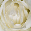 witte roos close-up